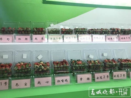 四季草莓 甘蔗细胞水 液体红糖 云南省农科院推荐众多产品