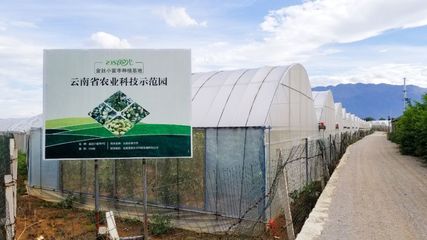 产地食材 ▎蜜甜清香,细腻脆爽,来自云南蒙自的金丝蜜枣