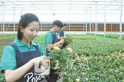 爱必达迷你玫瑰 亩产值超100万元